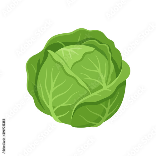 Φωτογραφία Fresh green cabbage head isolated on a white background
