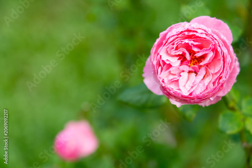 Bloom pink rose with green leave in the garden