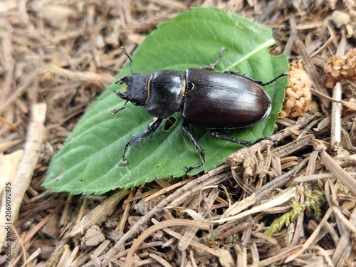 Hirschkäfer (Weibchen)