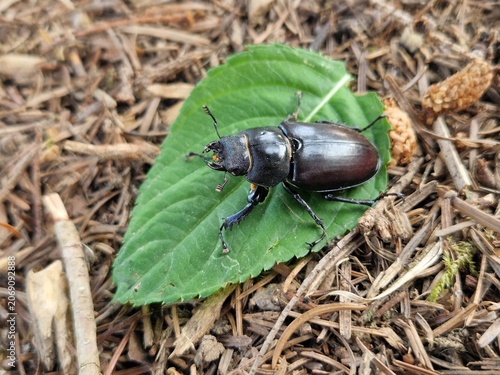Hirschkäfer