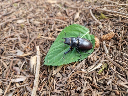 Weiblicher Hirschkäfer
