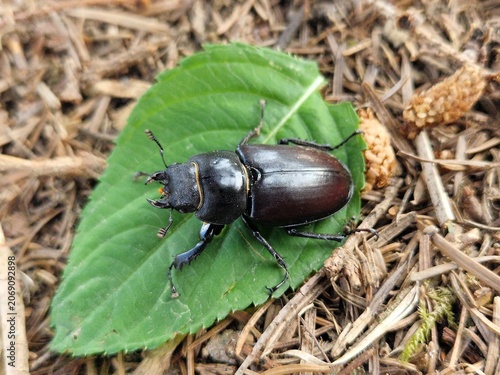 Weibchen vom Hirschkäfer