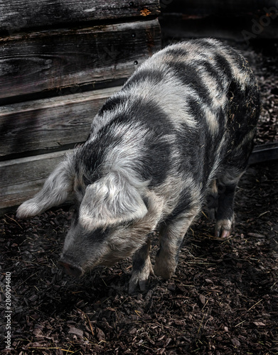 Black and white domestic pig walking near the fence