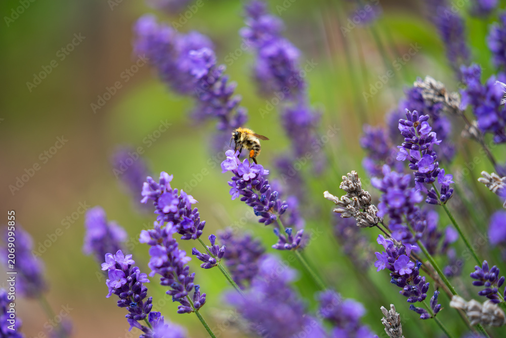 Fototapeta premium Close-up Macro Photography of a Bumblebee Gathering Nectar and Pollinating Vibrant Purple Lavender Flowers in a Sunny Summer Garden, Highlighting Natural Biodiversity and Serene Beauty.