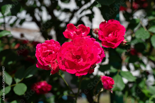  Beautiful red garden roses blooming on a bush under sunlight. Lush red rose shrub blooming with fresh green leaves, romance and beauty concept.