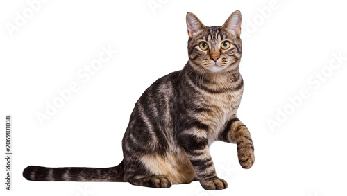 Fotografía Isolated domestic tabby cat sitting patiently, raising a front paw, looking at v