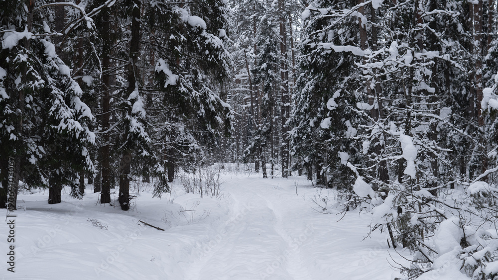 Naklejka premium Narrow snow-covered trail winding through dense evergreen forest with heavy snow on branches, low underbrush partly buried in drifted snow, muted gray