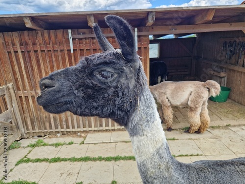 Kopf von einem Lama