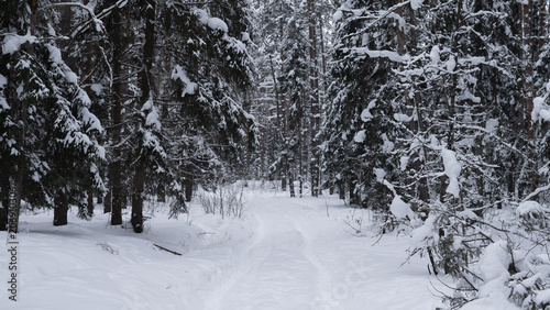 Narrow snow-covered trail winding through dense evergreen forest with heavy snow on branches, low underbrush partly buried in drifted snow, muted gray