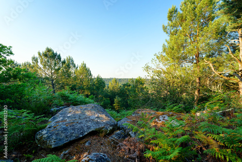 Crest of the Corne-Biche rock in Fontainebleau forest	