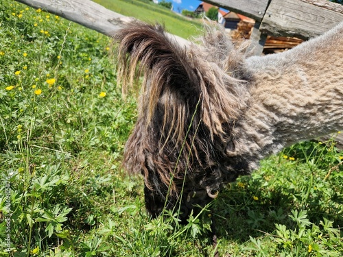Alpaka frisst Gras