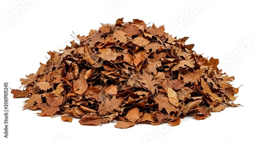 A large pile of dried oak leaves scattered on a white background, suggesting the beauty of autumn