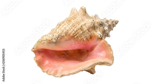A detailed close-up of a conch shell, showcasing its textured exterior and the soft pink interior