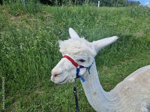 Wandern mit einem Alpaka