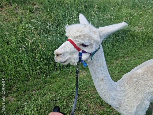Alpaka an der Leine
