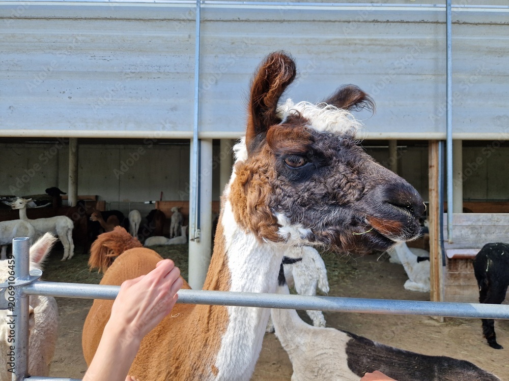 Naklejka premium Lama
