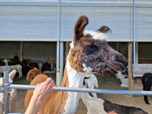 Lama