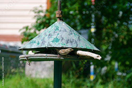Foto A sparrow perched on an improvised bird feeder in a calm summer setting at Seurasaari Open-Air Museum, observing its surroundings in a natural green environment