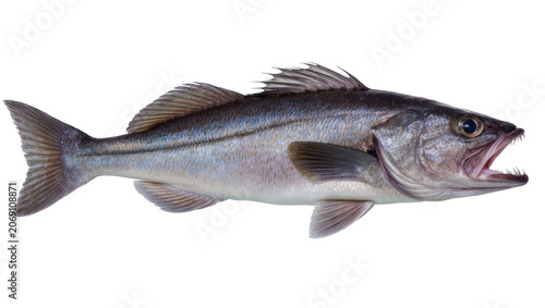 Fotografija Isolated predatory fish, detailed shot of its open mouth with sharp teeth, gleam