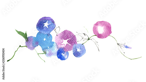 Konstfotografi 横長に広がる美しいアサガオの涼しげな手描き水彩イラスト
Beautiful morning glory flowers template horizontall