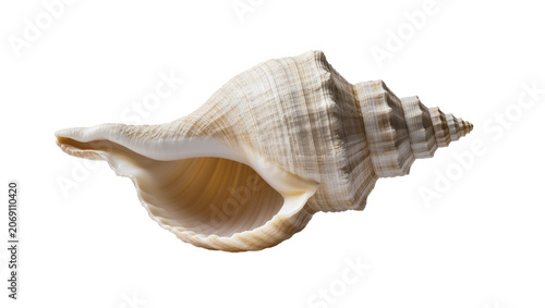 Konstfotografi Isolated large natural sea conch shell featuring intricate textures and an elega