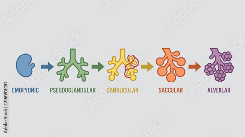 Fotografía Lung Development Stages from Embryonic to Alveolar Phase