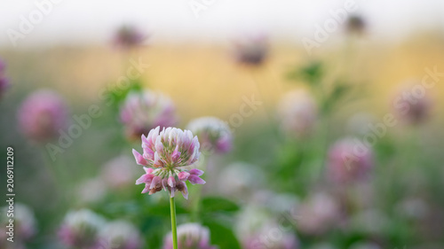 Pastel Red Clover Flowers in Bloom at Sunset