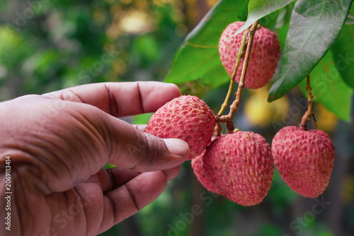 A person holding Hand picking up the red ripe Litchi or lychee fruit on tree branch. isolated on green bokes background.