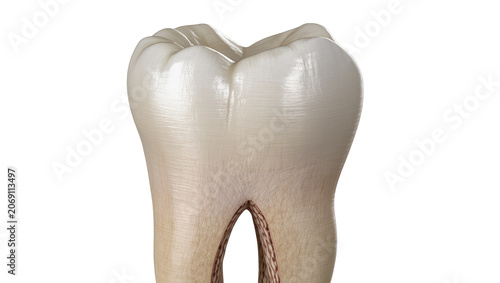 Tableau sur toile Isolated realistic human molar tooth detailed anatomy, healthy enamel dentin pul