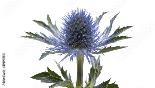 Canvastavla Isolated vibrant blue thistle flower head and spiky green leaves, beautiful wild