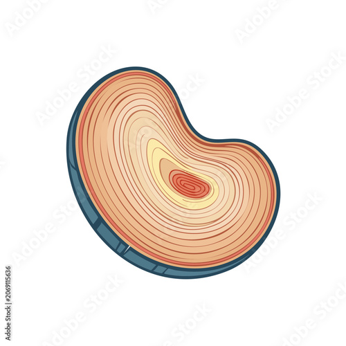 Wood cross section with growth rings vector illustration