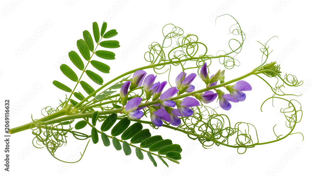 Obraz premium Isolated common vetch plant with delicate purple flowers, green leaves, and curly tendrils