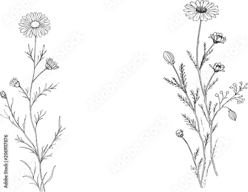 Vintage chamomile botanical illustration, hand drawn wildflower line art vector, black and white floral sketch for wedding invitations and herbal packaging