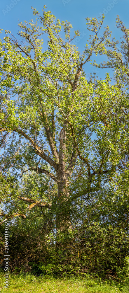 Fototapeta premium A vertical panorama of a tall, historic black poplar tree with lush green foliage standing proudly against a clear blue sky.