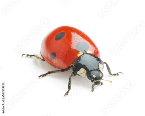 Ladybug on white background