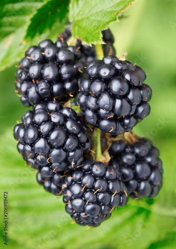 Fresh blackberries in the garden