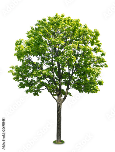 Tree on white background