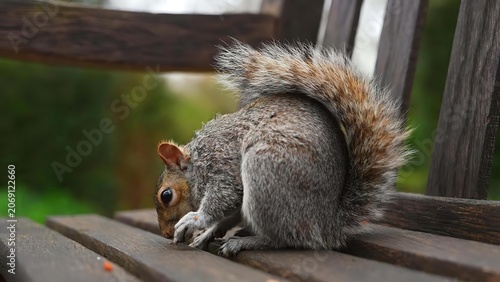 Vászonkép Gray squirrel on wooden bench with green background