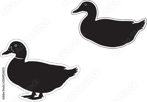 Realistic muscovy duck on white background.