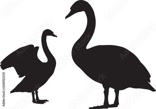 Trumpeter swan in silhouette.