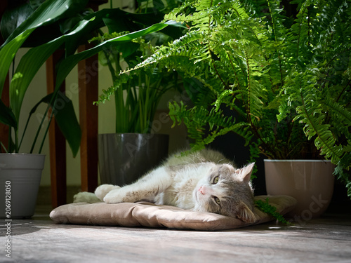 A domestic cat is dozing sweetly on a soft bedding on the floor among houseplants.