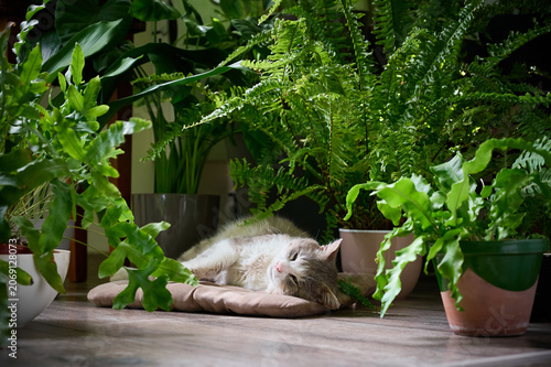 A domestic cat is dozing sweetly on a soft bedding on the floor among houseplants.