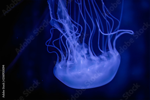 Foto Sea jellyfish with long tentacles