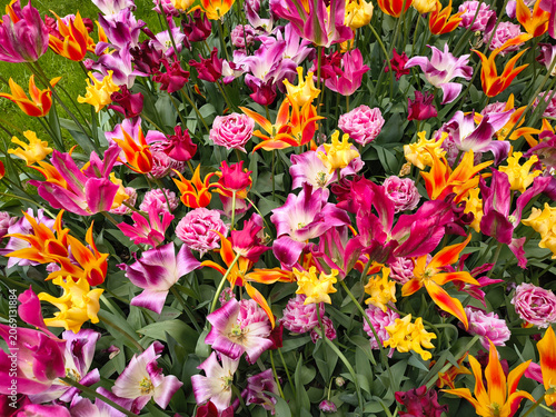 the Netherlands, Lisse , Keukenhof  Gardens