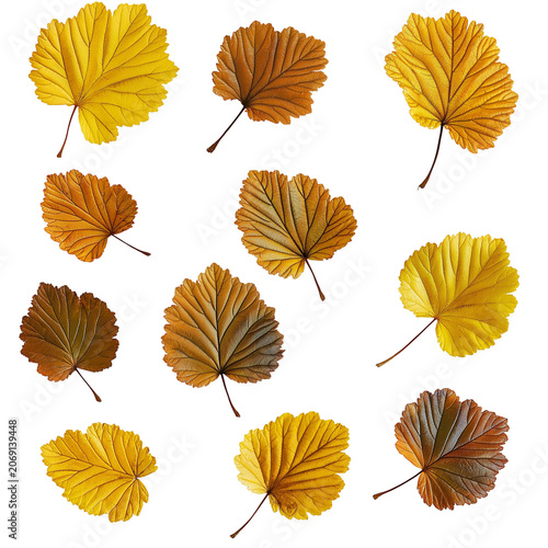 Autumnal Symphony: A Collection of Golden and Bronze Leaves with Intricate Vein Patterns