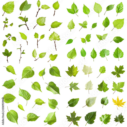 Diverse Collection of Vibrant Spring Leaves and Branches