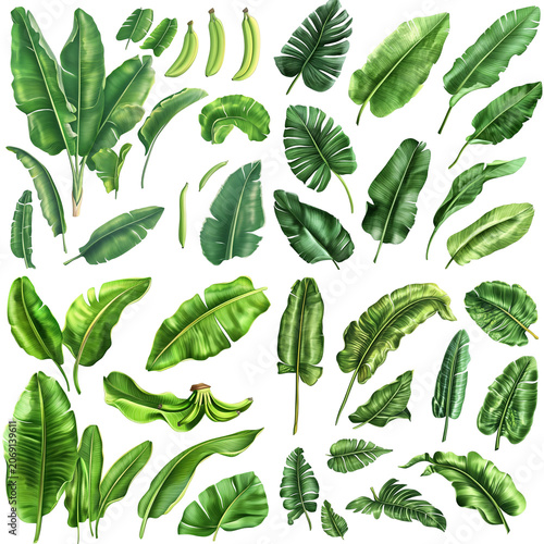 Lush Tropical Foliage: Banana Leaves and Unripe Bananas in a Botanical Arrangement