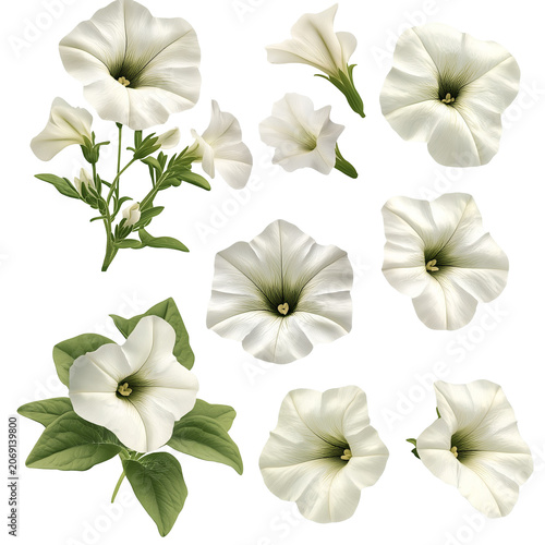 Detailed Collection of Delicate White Petunias with Intricate Details