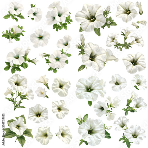 Collection of White Petunia Flowers in Various Stages and Angles