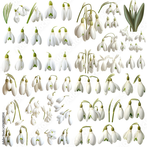 Collection of Snowdrop Flowers in Various Stages of Bloom